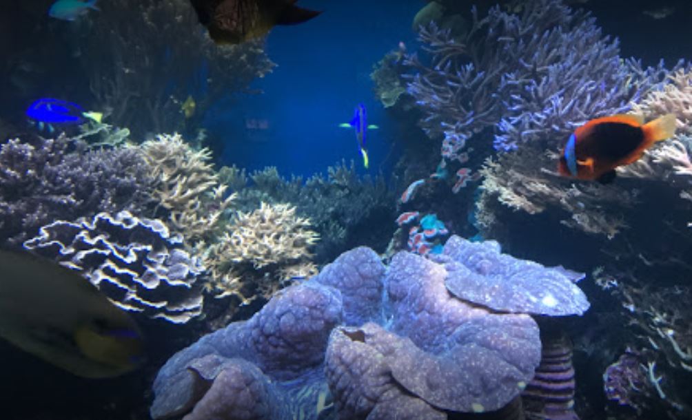 Waikiki Aquarium